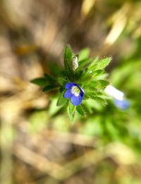 Close-up of purple flower