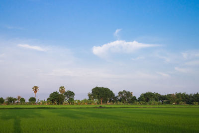 Scenic view of field against sky