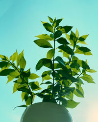 Low angle view of leaves against sky