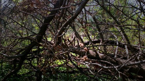 Low angle view of trees