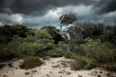 Trees against cloudy sky