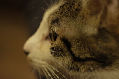 Close-up of cat