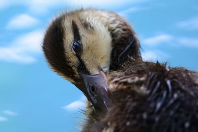 Close-up of duckling on lake