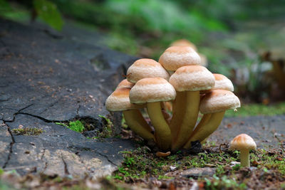 Close-up of mushrooms growing on field