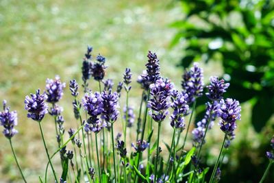 Close-up of purple flowering plants on field