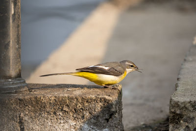 Close-up of bird perching on retaining wall