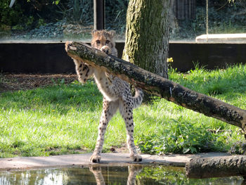 Giraffe in zoo