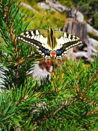 Close-up of butterfly perching on leaf