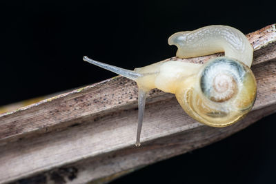 Close-up of snail on wood against black background