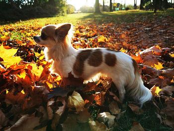 Portrait of a dog on field during autumn