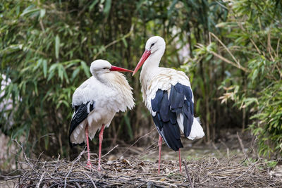 Pair of storks