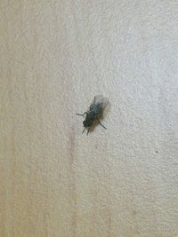 Close-up of insect