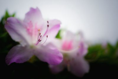 Close-up of pink flower