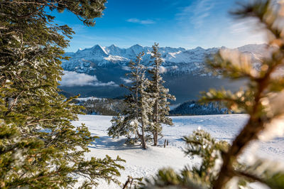 Pine trees on snowcapped mountains against sky