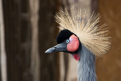 Close-up of a bird