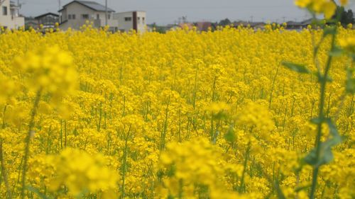 Yellow flowers growing in field