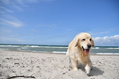 Dog on beach