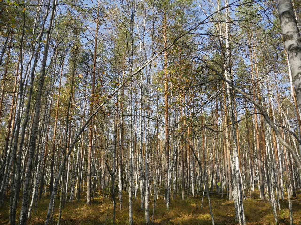 LOW ANGLE VIEW OF BAMBOO TREES