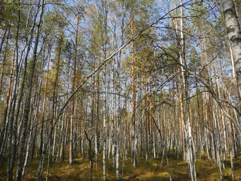 Low angle view of bamboo trees in forest