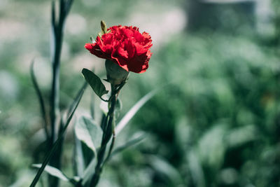 Close-up of red rose flower