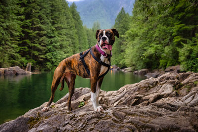 Dog standing on rock against trees