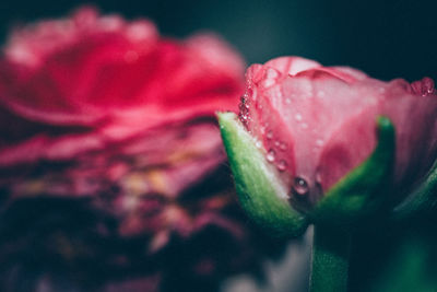 Close-up of pink flower