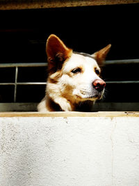 Close-up of a dog looking away