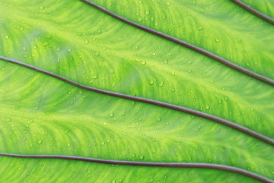 Full frame shot of wet leaf