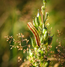 Close-up of cactus plant