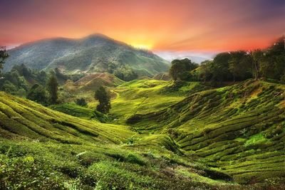 Scenic view of agricultural field against sky during sunset