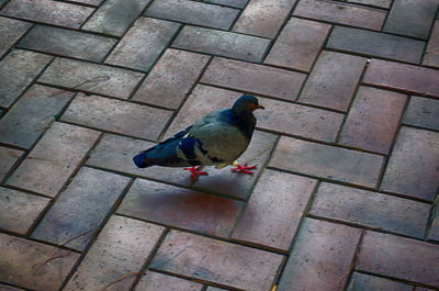 High angle view of bird perching