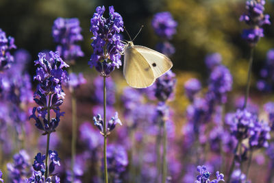 Close-up of butterfly on purple flower