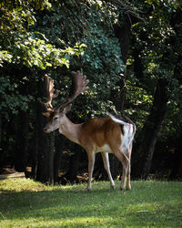 Deer in a field