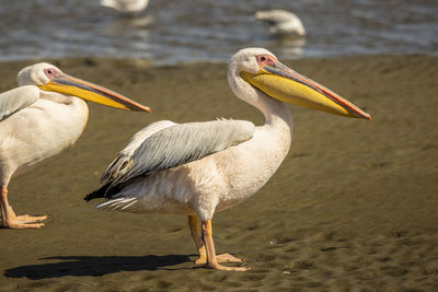 View of birds on beach