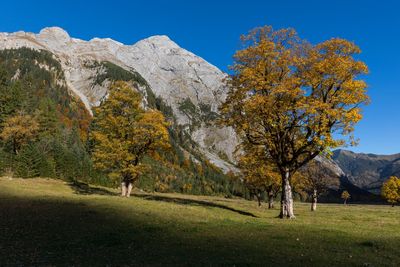 Trees on field against sky during autumn