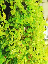 Close-up of green leaves on plant