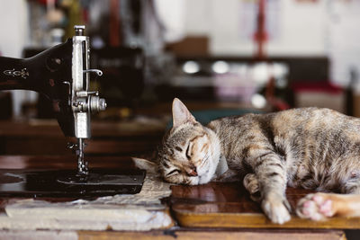 Close-up of a cat resting on table