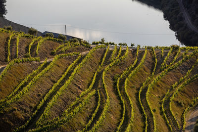 Scenic view of agricultural field