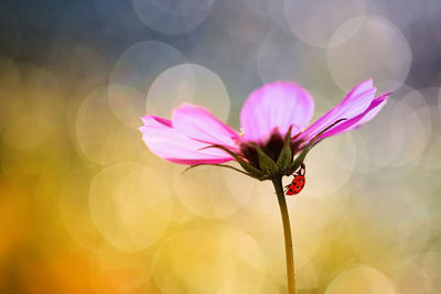 Close-up of pink flowering plant