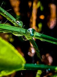 Close-up of insect on wet leaf