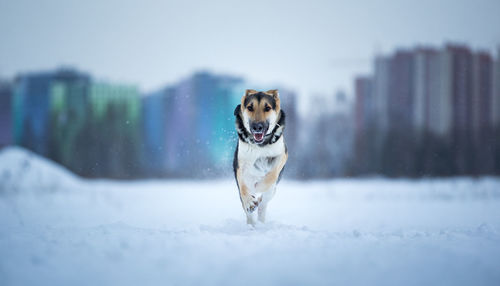 Portrait of dog running on snow field