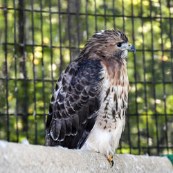 Close-up of a bird