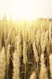 Wheat field, close-up