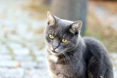 Close-up portrait of a cat