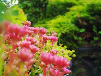 Close-up of pink flowers blooming outdoors