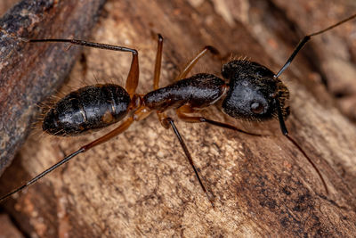 Close-up of insect