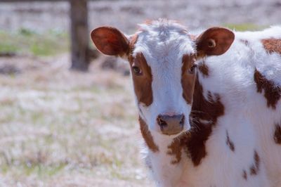 Close-up portrait of cow