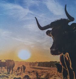 Cows grazing in the field