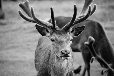 Close-up of deer on field