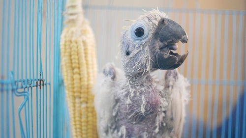 Close-up of parrot in cage